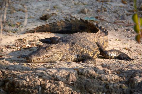 Nile crocodile