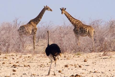 Two giraffes looking at ostrich