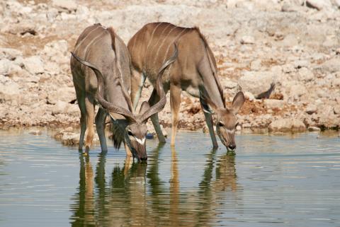 Geater Kudu