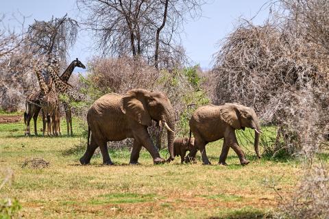 Elephant family with five giraffes