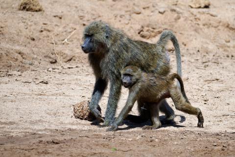Chacma baboon mother with child
