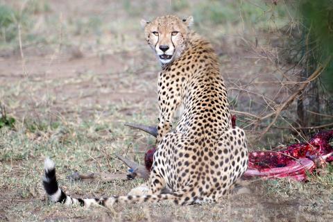 Cheetah with its catch